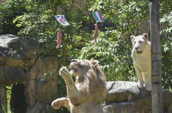 泰國孔敬府（Khon Kaen）動物園，一頭獅子撲向懸掛在威爾士國旗下的肉 - 俄羅斯衛星通訊社