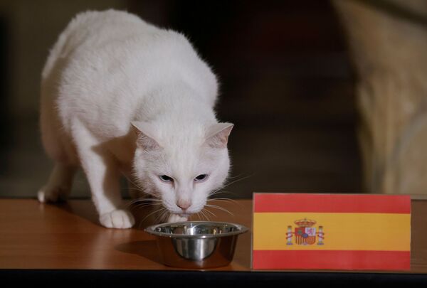 小猫“阿西尔”选择西班牙 - 俄罗斯卫星通讯社