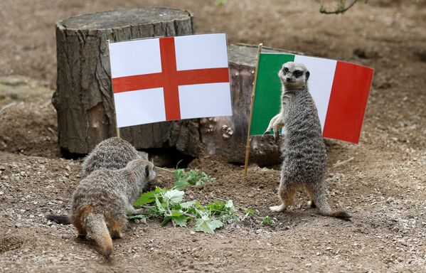 歐洲杯決賽開賽前，灰沼狸在英格蘭和意大利的國旗下玩耍 - 俄羅斯衛星通訊社