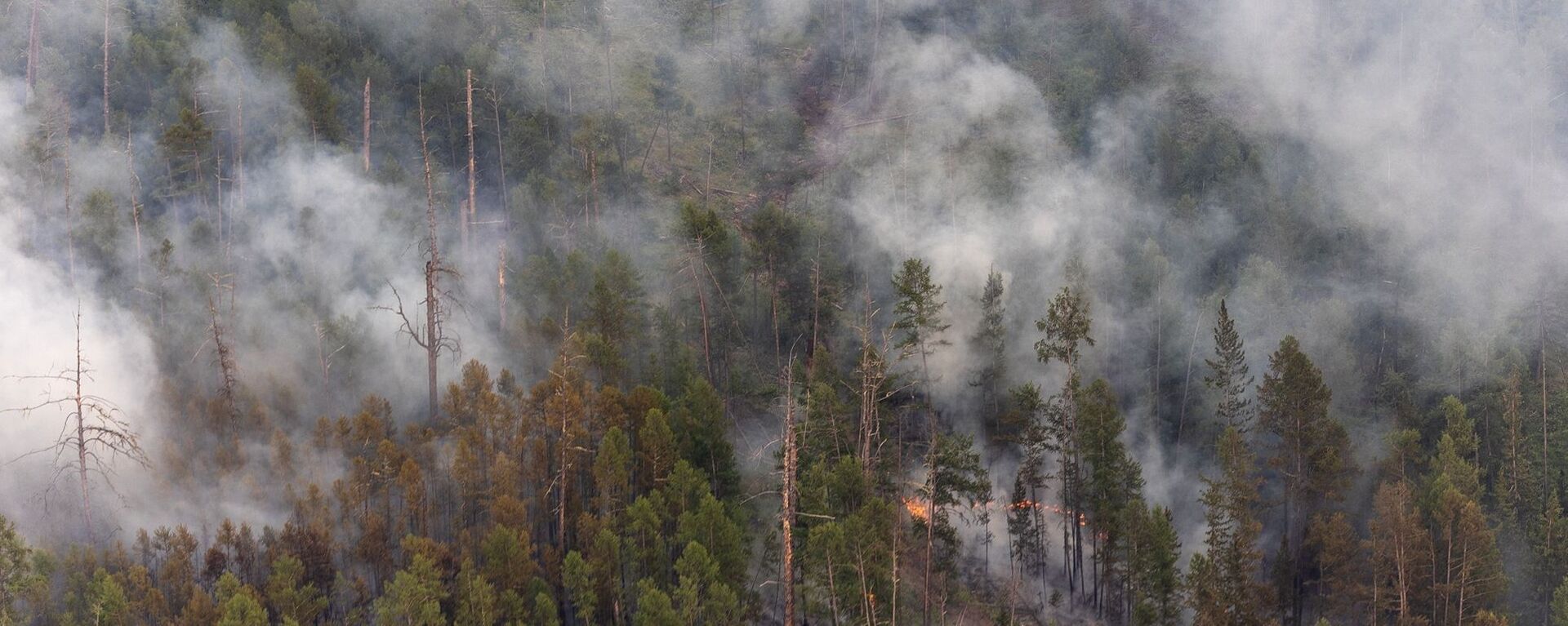 俄罗斯目前有40余起森林火灾 过火面积超过7000公顷 - 俄罗斯卫星通讯社, 1920, 29.04.2022