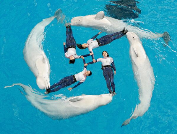 世界鲸鱼与海豚日 - 俄罗斯卫星通讯社