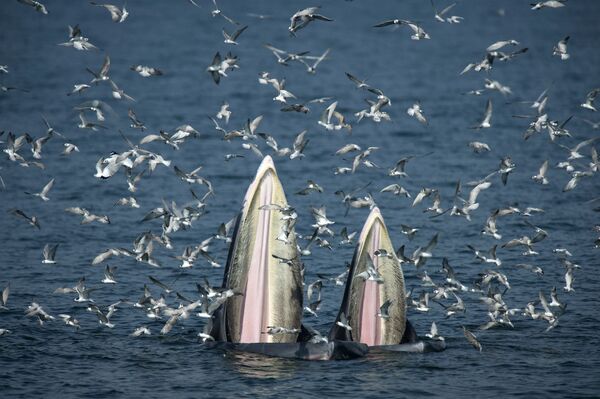 世界鲸鱼与海豚日 - 俄罗斯卫星通讯社