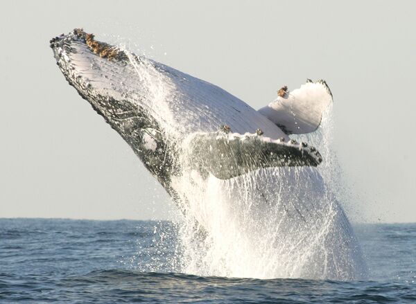 世界鯨魚與海豚日 - 俄羅斯衛星通訊社