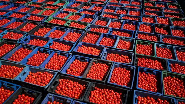 俄政府取消最多10万吨番茄的进口关税，政府令有效期至5月31日 - 俄罗斯卫星通讯社