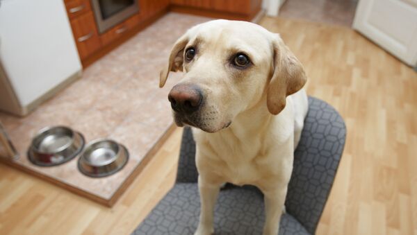 感謝狗狗日：專家介紹狗狗勝任哪些工作 - 俄羅斯衛星通訊社
