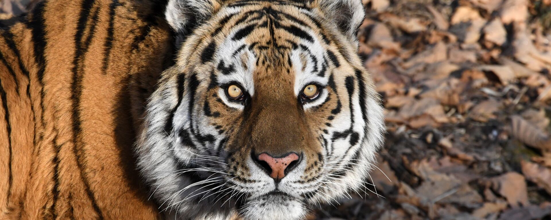 阿穆尔虎 - 俄罗斯卫星通讯社, 1920, 06.11.2025