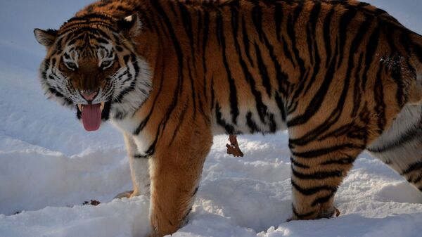 雌性老虎“安巴”再次离开俄滨海边疆区前往中国 - 俄罗斯卫星通讯社