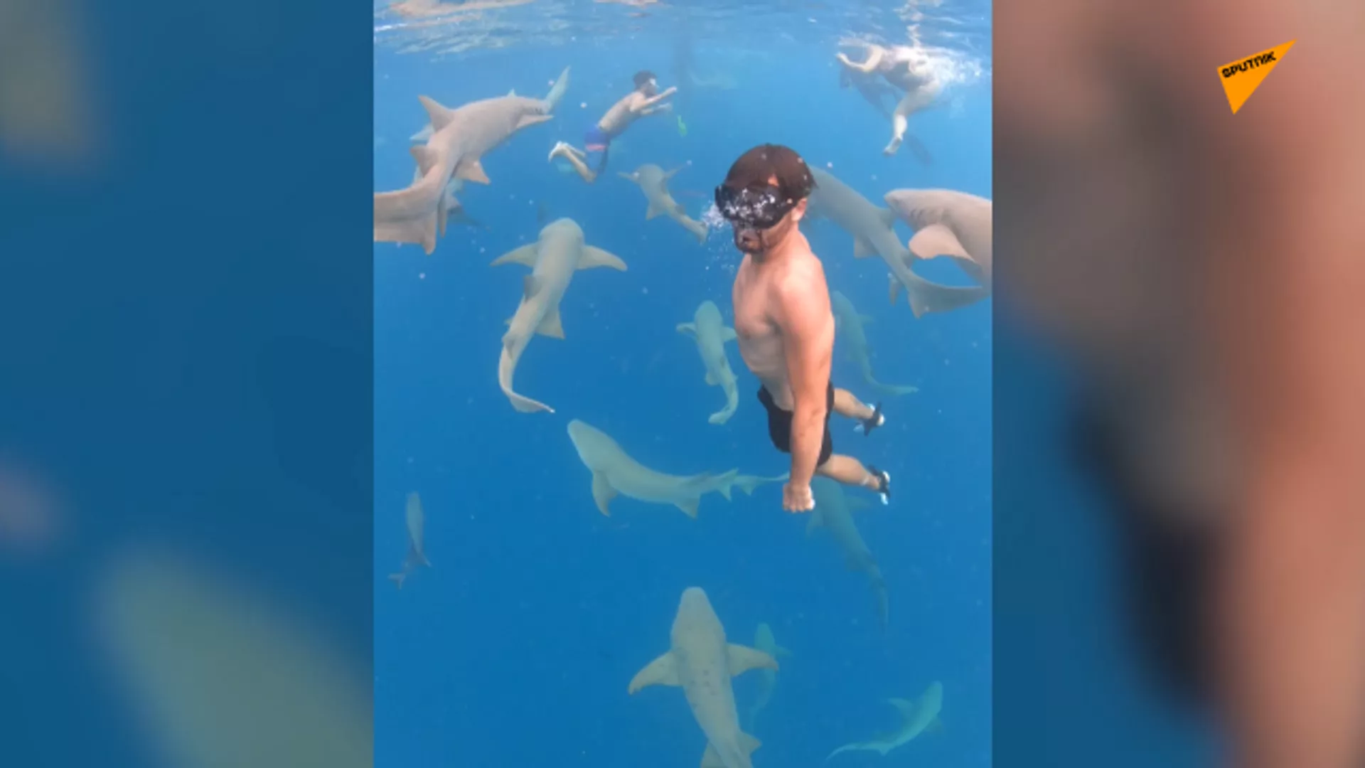令人難以置信的畫面：一群鯊魚靠近潛水員 - 俄羅斯衛星通訊社, 1920, 29.07.2021