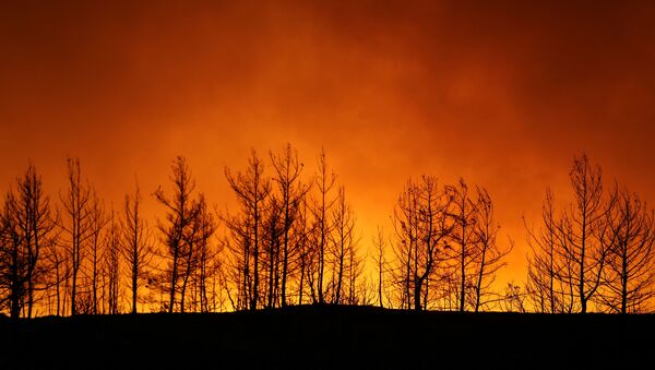Лесные пожары в Турции  - 俄羅斯衛星通訊社