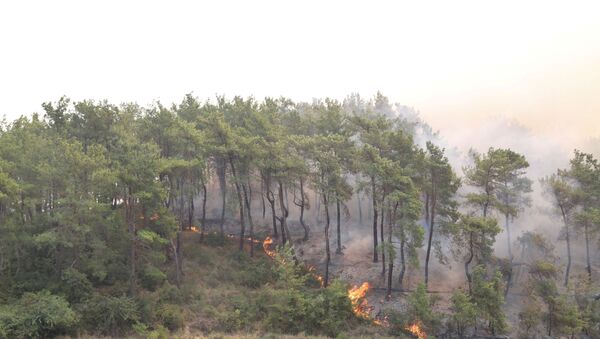 Лесные пожары в Турции - 俄羅斯衛星通訊社