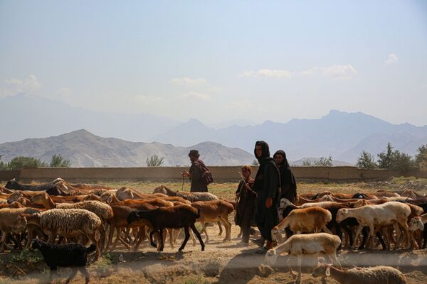 阿富汗牧民在巴格拉姆空軍基地附近放羊 - 俄羅斯衛星通訊社