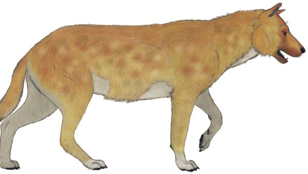 Реконструкция внешнего вида древней собаки вымершего подрода Xenocyon - 俄羅斯衛星通訊社