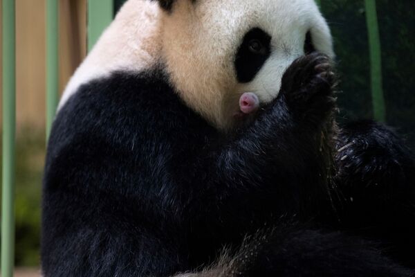 大熊猫“欢欢”怀抱幼崽。 - 俄罗斯卫星通讯社