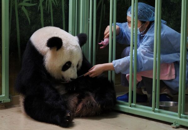 大熊猫“欢欢”怀抱幼崽。 - 俄罗斯卫星通讯社