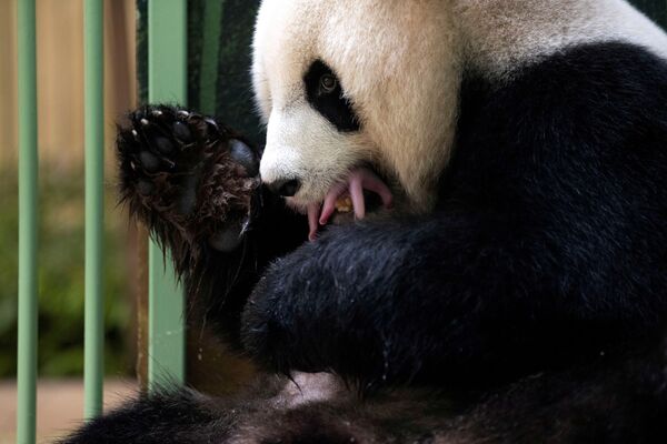 大熊貓“歡歡”懷抱幼崽。 - 俄羅斯衛星通訊社