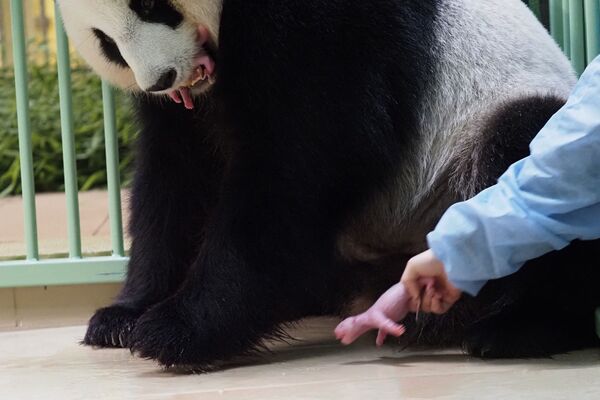 動物園的工作人員陪伴大熊貓“歡歡”和它的幼崽。 - 俄羅斯衛星通訊社