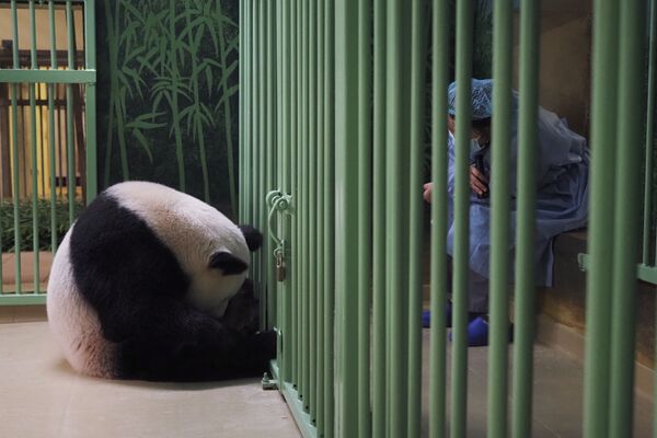 动物园的工作人员陪伴大熊猫“欢欢”，等待它顺利产崽。 - 俄罗斯卫星通讯社