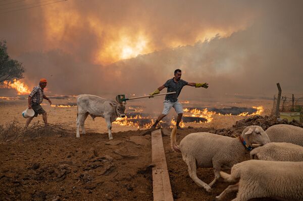 土耳其森林大火中受到威胁的动物们 - 俄罗斯卫星通讯社