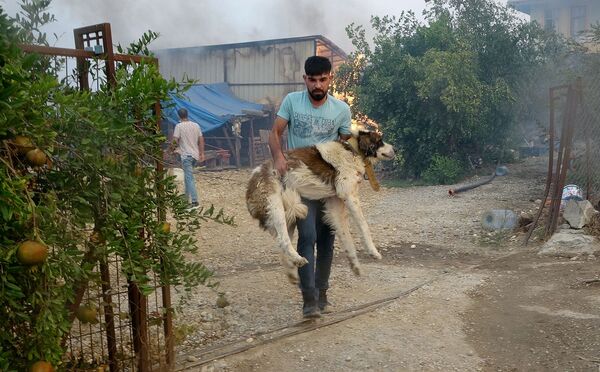 土耳其森林大火中受到威胁的动物们 - 俄罗斯卫星通讯社