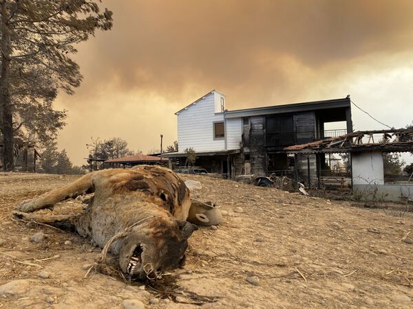 土耳其森林大火中受到威脅的動物們 - 俄羅斯衛星通訊社