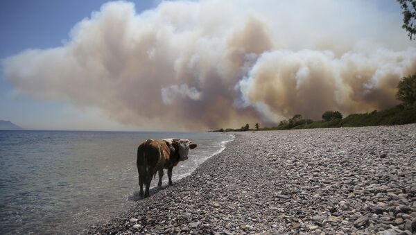 Корова в ожидании спасения во время природных пожаров в Турции - 俄羅斯衛星通訊社