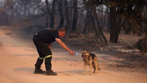 Пожарный дает воду собаке во время природных пожаров в северном пригороде Афин  - 俄罗斯卫星通讯社