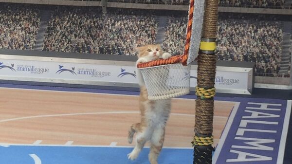 美国Hallmark电视频道的《疯狂喵喵》电视秀节目。 - 俄罗斯卫星通讯社