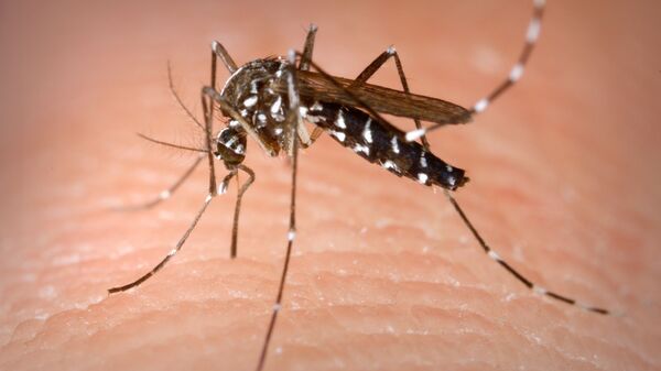 俄罗斯国防部表示，美军以蚊子作为媒介的武器试验将产生人造感染源 - 俄罗斯卫星通讯社