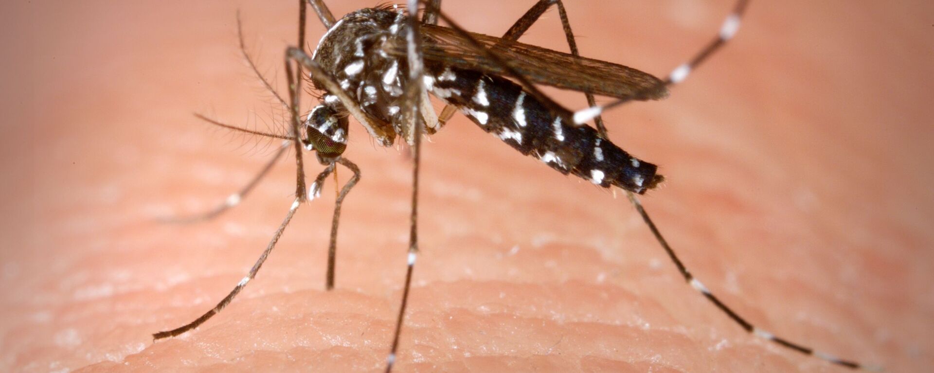 俄罗斯国防部表示，美军以蚊子作为媒介的武器试验将产生人造感染源 - 俄罗斯卫星通讯社, 1920, 18.07.2023