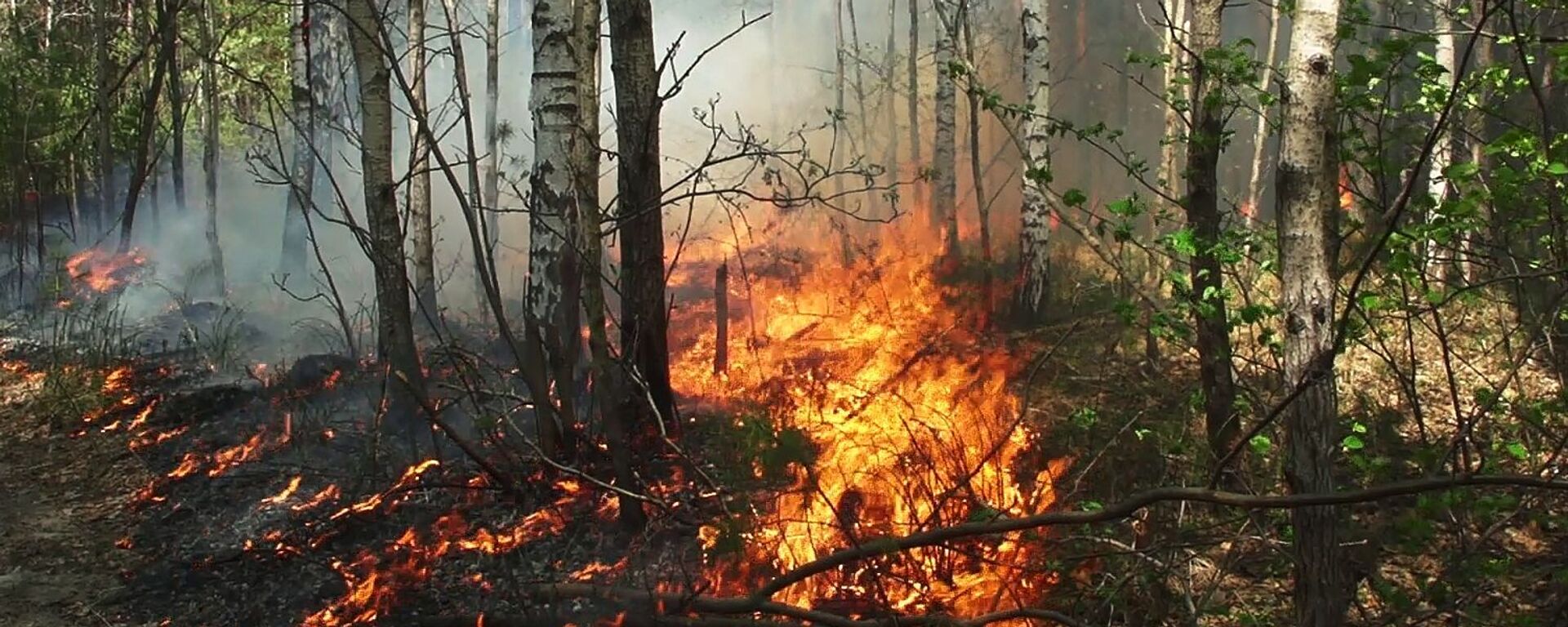 哈萨克斯坦北部森林火灾已造成10人受伤 - 俄罗斯卫星通讯社, 1920, 04.09.2022
