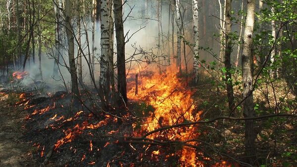 森林野火 - 俄羅斯衛星通訊社