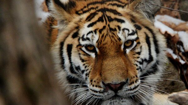 俄“阿穆尔虎”中心：在阿穆尔州放生的两只老虎已适应自然 经历了洪水和猪瘟 - 俄罗斯卫星通讯社