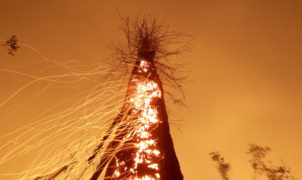 巴西林火中燃燒的樹木。 - 俄羅斯衛星通訊社