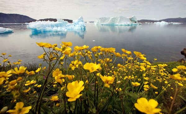 格陵蘭海邊的野花與冰山。 - 俄羅斯衛星通訊社