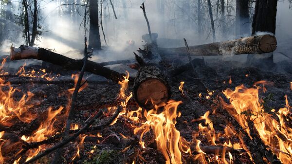 Тушение лесных пожаров в Якутии - 俄羅斯衛星通訊社