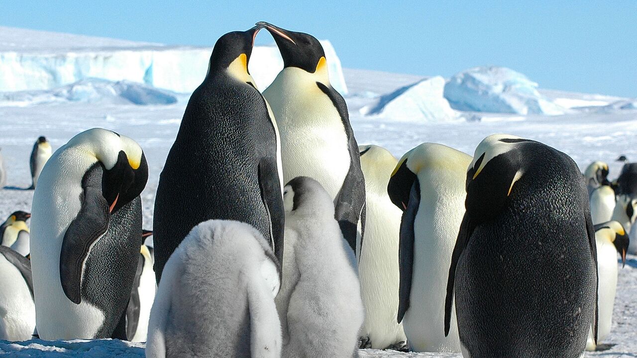 研究：南极帝企鹅种群数量在15年内减少22% - 2025年6月11日, 俄罗斯卫星通讯社