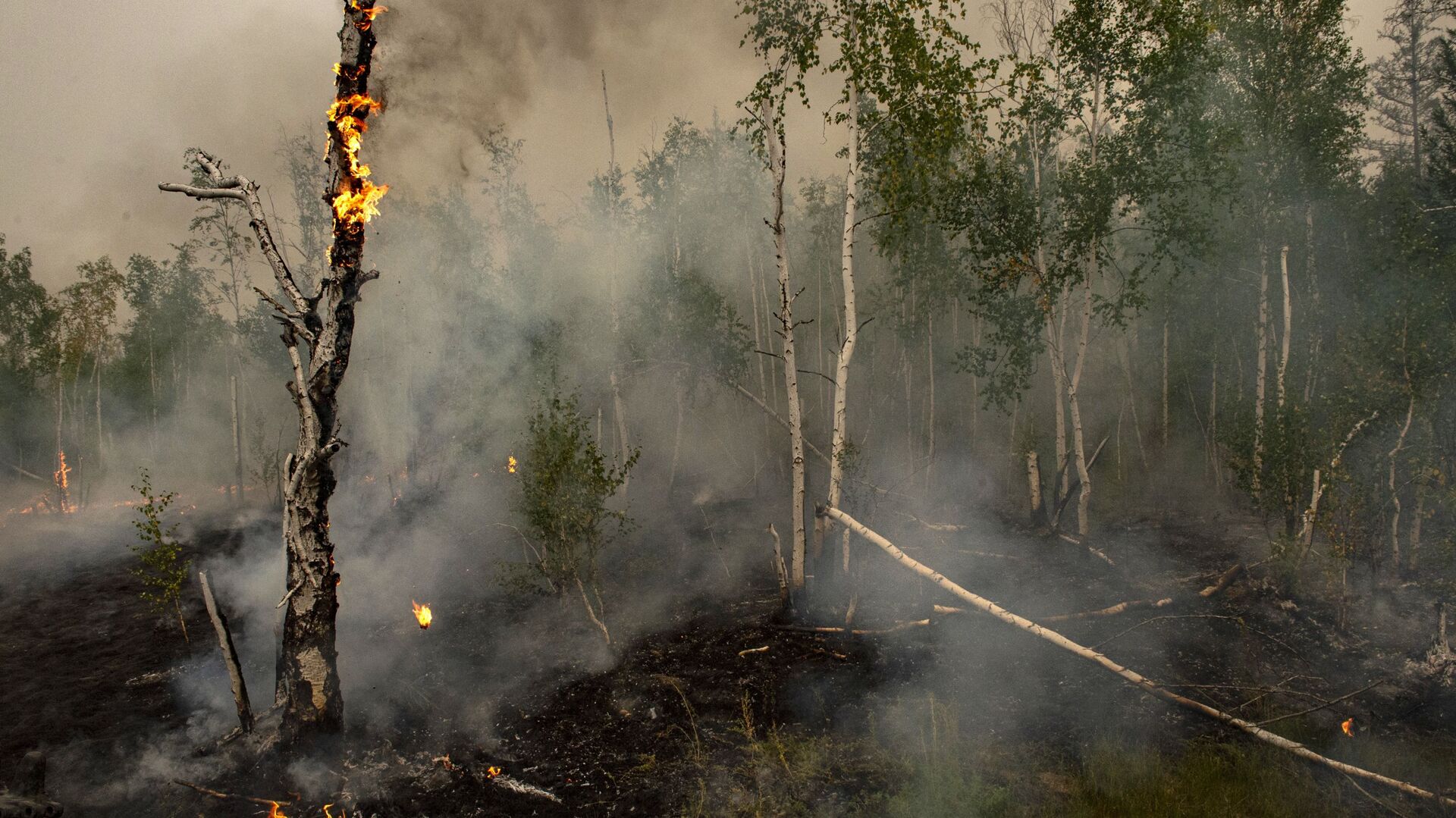 俄萨哈共和国领导人：该地区的森林火灾已成为全球气候变化的后果 - 俄罗斯卫星通讯社, 1920, 07.12.2021
