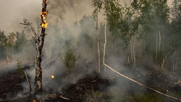 禁止進入俄哈巴羅夫斯克邊疆區森林的禁令延長至9月21日 - 俄羅斯衛星通訊社