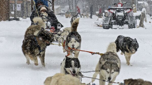 拉斯科塔拉斯山谷里的狗拉雪橇。 - 俄羅斯衛星通訊社