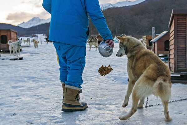 拉斯科塔拉斯山谷里的狗拉雪橇。 - 俄羅斯衛星通訊社