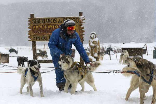 拉斯科塔拉斯山谷里的狗拉雪橇。 - 俄罗斯卫星通讯社