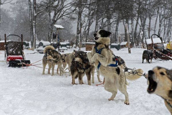 拉斯科塔拉斯山谷里的狗拉雪橇。 - 俄羅斯衛星通訊社