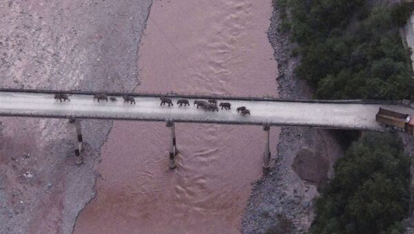 本周最佳照片，8月7日——8月13日 - 俄罗斯卫星通讯社