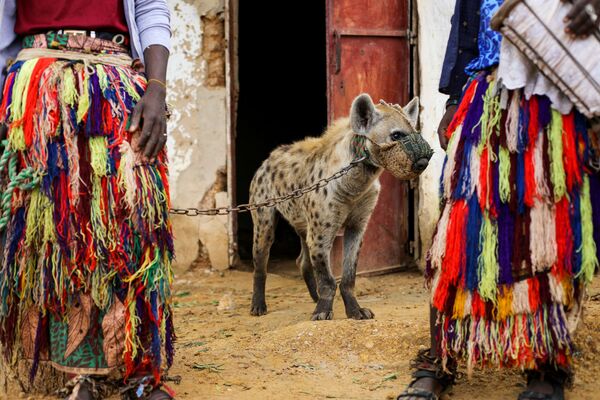 尼日利亚北部居民的炫目宠物：鬣狗和蛇 - 俄罗斯卫星通讯社