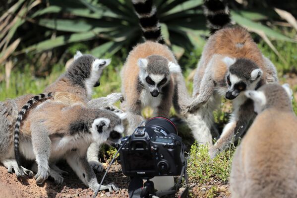 Zoom Torino動物園裡的狐猴在研究相機 - 俄羅斯衛星通訊社