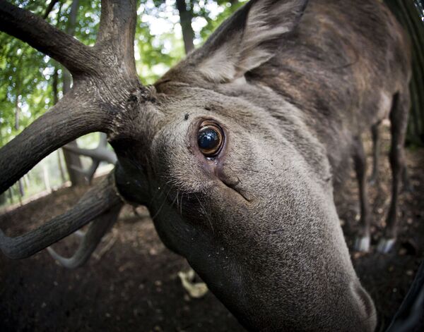 哈瑙的Alte Fasanerie野生動物園裡的一頭鹿盯著獸欄里的相機，德國西部 - 俄羅斯衛星通訊社