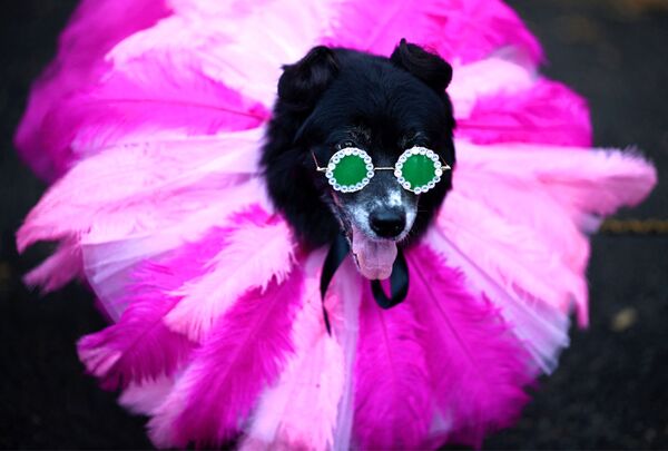 纽约一年一度万圣节狗狗变装大游行的参加者 - 俄罗斯卫星通讯社