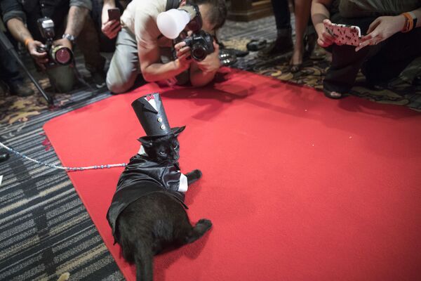 纽约阿冈昆酒店猫咪时装秀红地毯上的梅琳猫咪 - 俄罗斯卫星通讯社