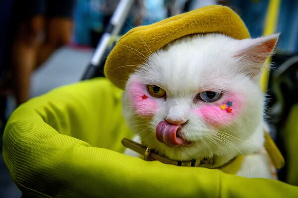 曼谷展会上两眼色彩迥异的奇眼猫е  - 俄罗斯卫星通讯社