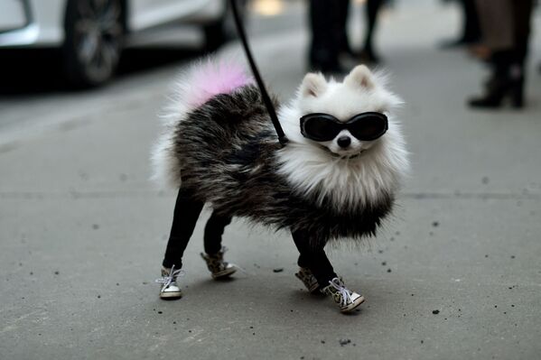 紐約時裝週期間的小狗 - 俄羅斯衛星通訊社
